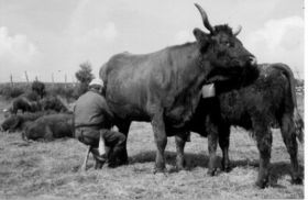 buronnier traite vaches salers 